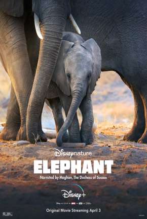 Elefante - Legendado (2020) — Download Torrent em HD, 1080p ou 4K